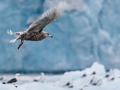 Arctic Bird, Spitsbergen