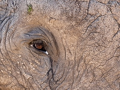 Closeup of an Elephant in the Masai Mara, Kenya