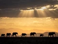 Amboseli