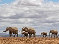 Amboseli