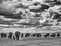 Amboseli