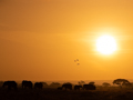 Elephants at Dusk in Amboseli Park, Kenya