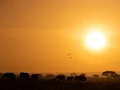 Elephants at Dusk in Amboseli Park, Kenya