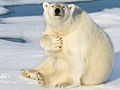 Sitting Bear, Spitsbergen