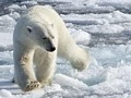 Ursus Maritimus, Spitsbergen