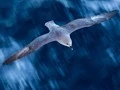 Bird, Spitsbergen