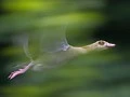 Flying Behind Trees