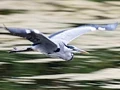 Gliding over the Water