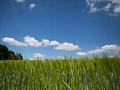 Cornfield, Switzerland