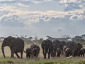 Elephants in Amboseli Park, Kenya