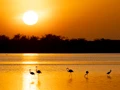 Flamingos in Amboseli Park