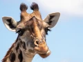 Giraffe in the Masai Mara, Kenya