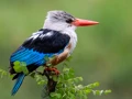 Grey-headed Kingfisher in the Masai Mara, Kenya