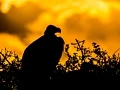 Dusk in the Mara