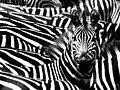 Zebra Crossing