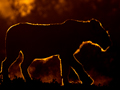 Lion in the Masai Mara at Dawn