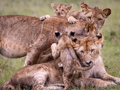 Lion family in the Masai Mara, Kenya