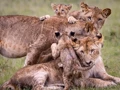 Lion family in the Masai Mara, Kenya