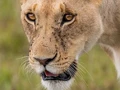 Lioness in the Masai Mara, Kenya