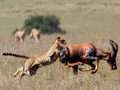 The 5 Musketeers Hunting in the Masai Mara, Kenya