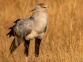 Masai Mara