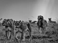 Masai Mara