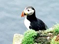 Handa Island, Scotland