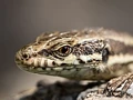 Lizard Having a Sunbath